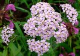 Achillea asiatica