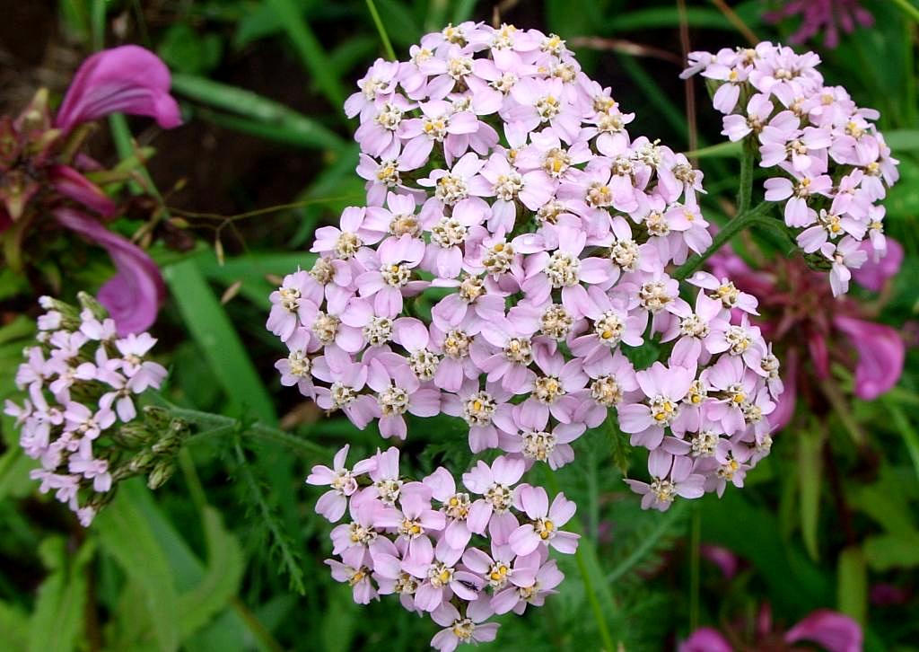 Image of Achillea asiatica specimen.