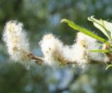 genus Salix. Созревшие и вскрывшиеся плоды. Восточный Казахстан, Уланский р-н, окр. с. Украинка. 28.05.2008.