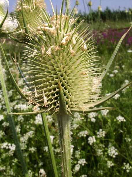 Изображение особи Dipsacus laciniatus.