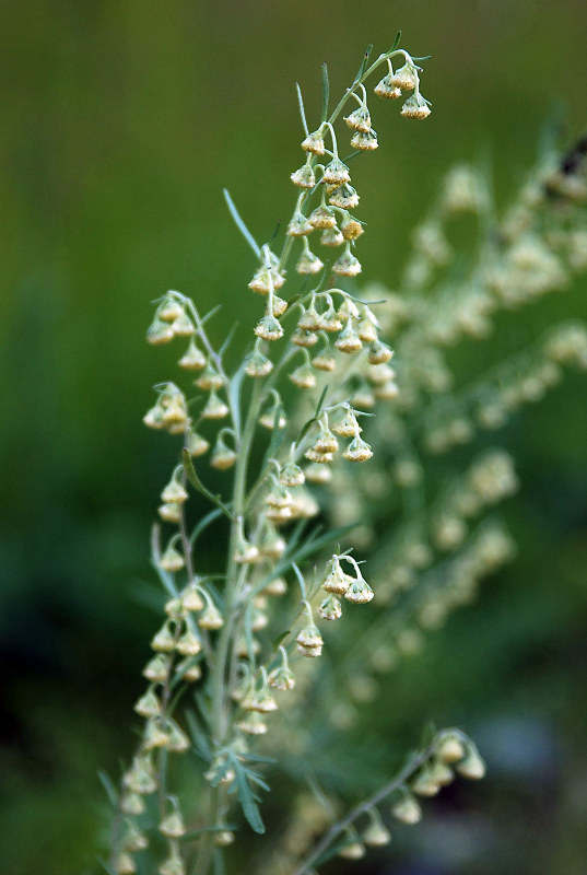 Image of Artemisia sieversiana specimen.