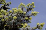 Abies concolor. Ветвь с молодыми побегами ('Argentea'). Германия, г. Дюссельдорф, Ботанический сад университета. 04.05.2014.