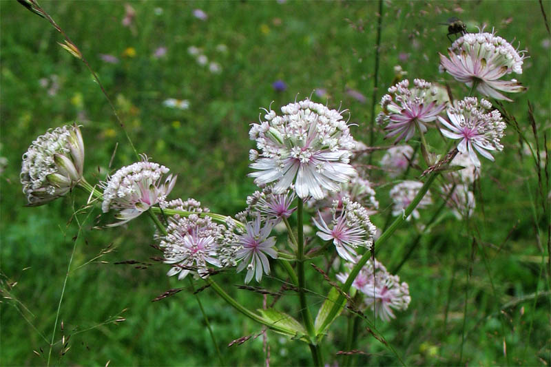 Image of Astrantia major specimen.