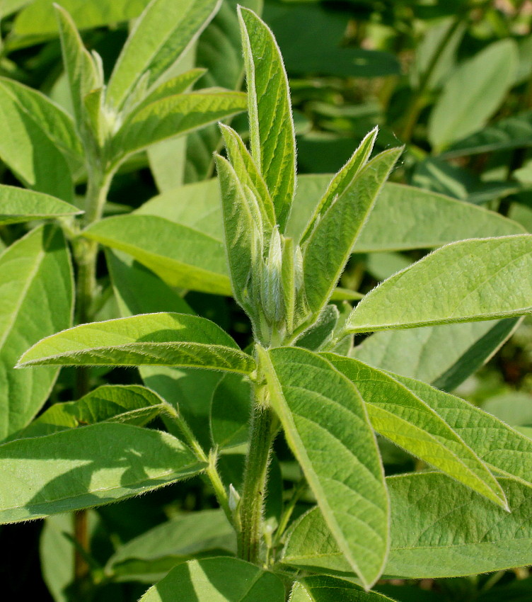 Image of Desmodium obtusum specimen.