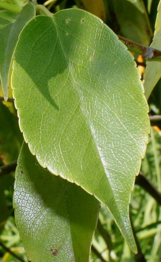 Image of Trochodendron aralioides specimen.