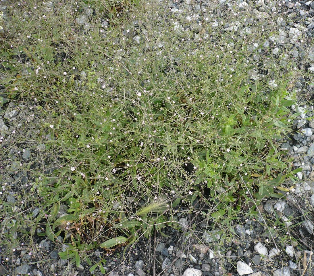 Изображение особи Gypsophila perfoliata.