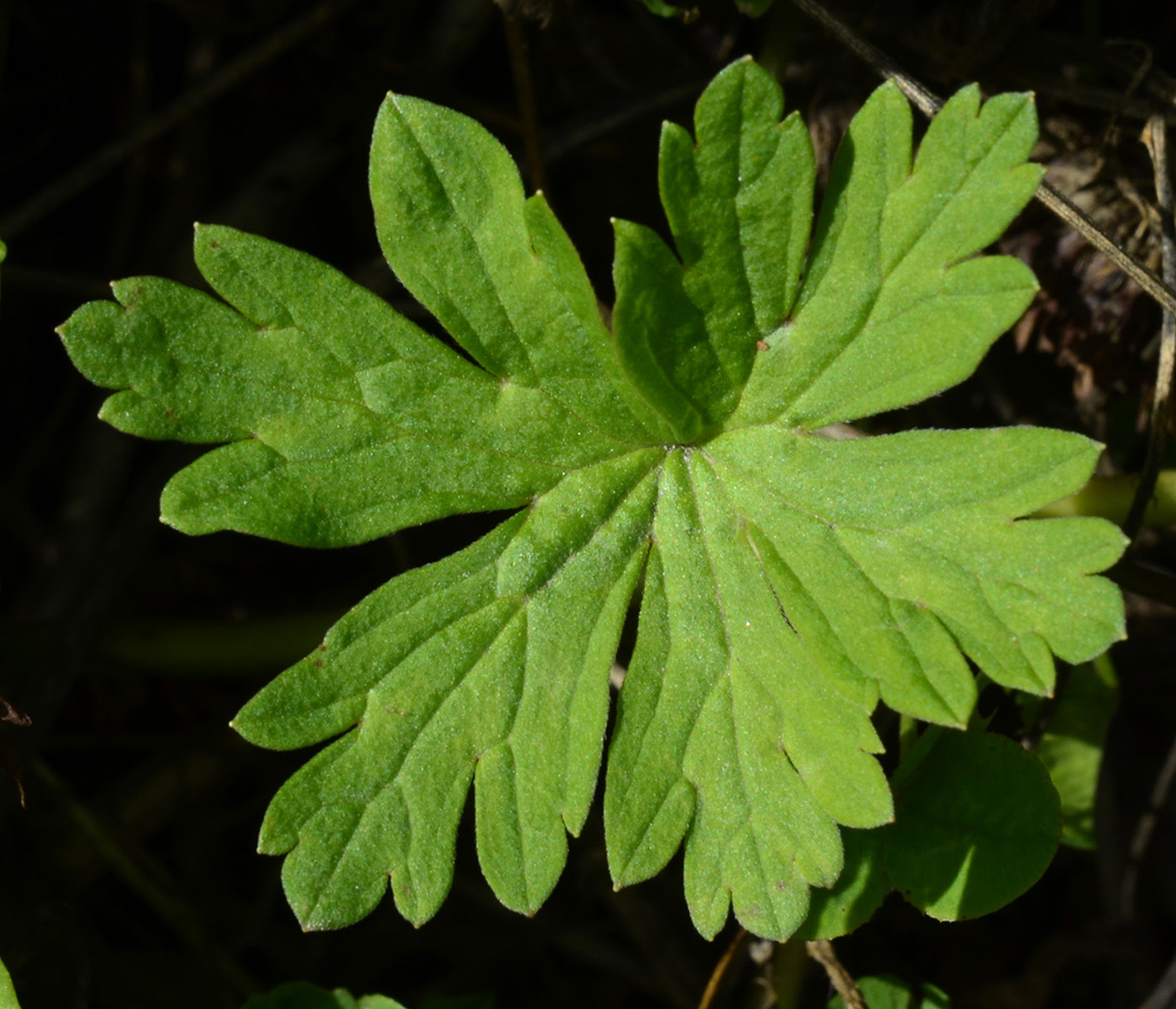 Image of Geranium sibiricum specimen.