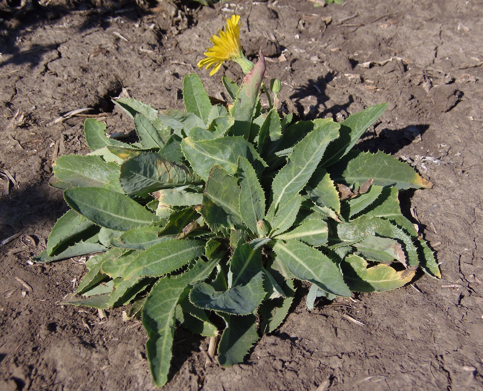 Image of Sonchus arvensis ssp. uliginosus specimen.