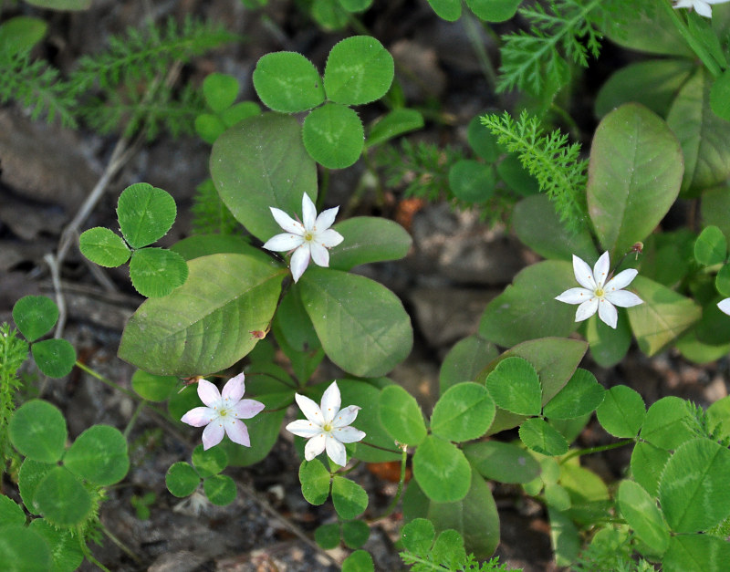 Изображение особи Trientalis europaea.