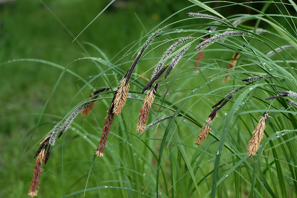 Image of Carex acuta specimen.