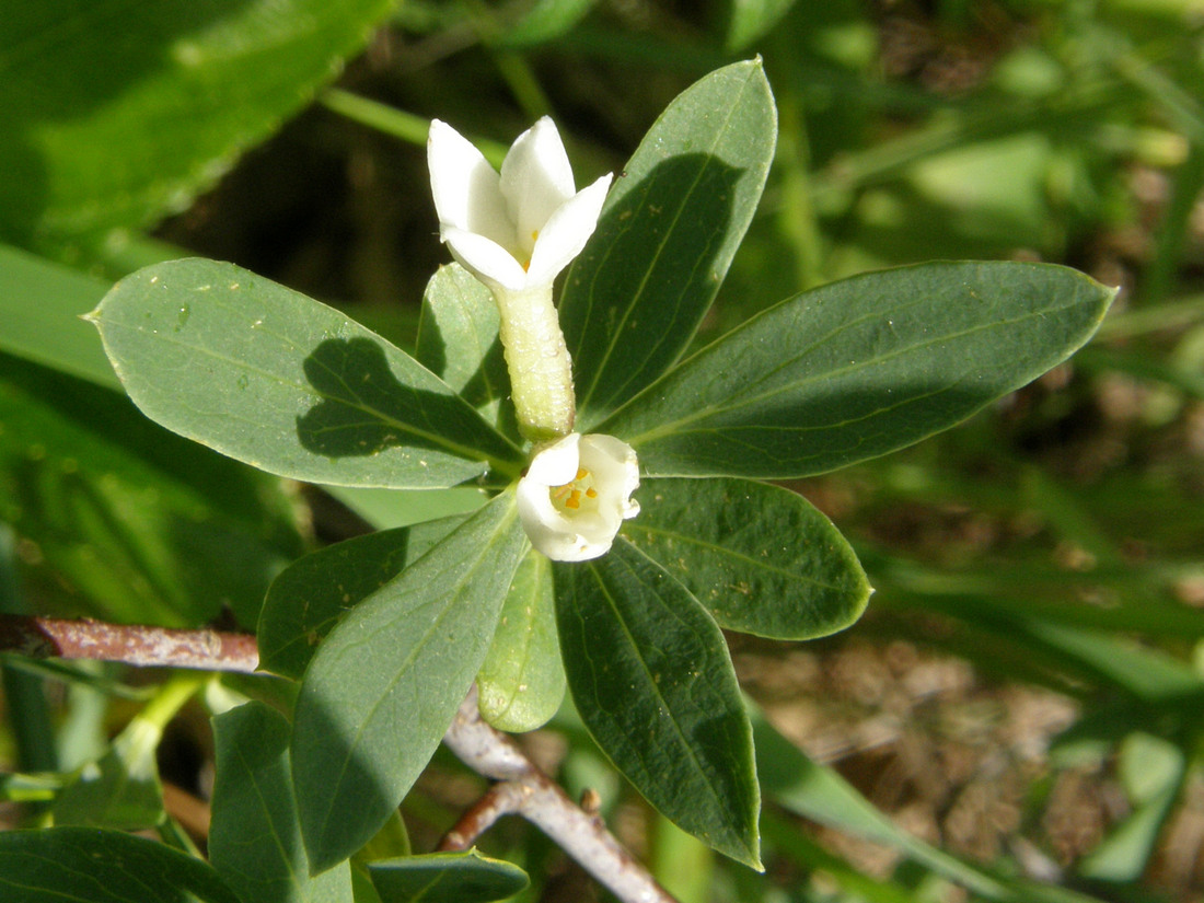 Image of Daphne taurica specimen.