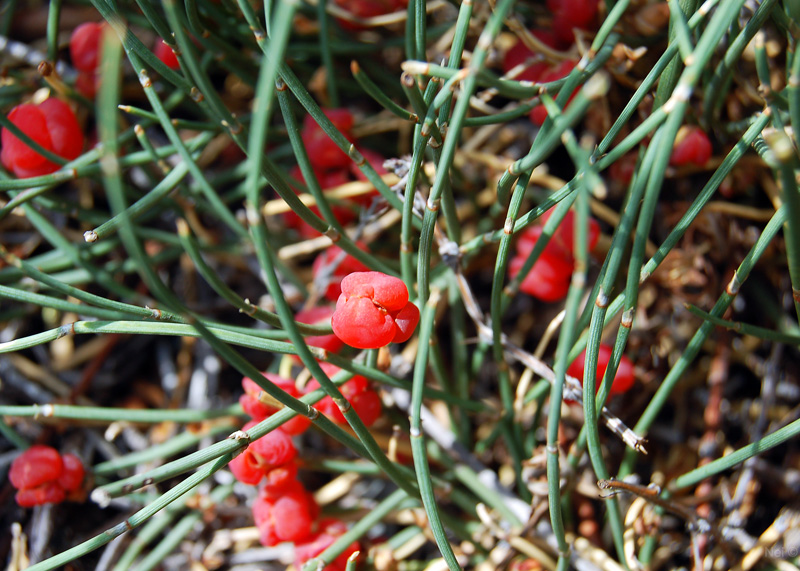 Image of Ephedra fedtschenkoae specimen.