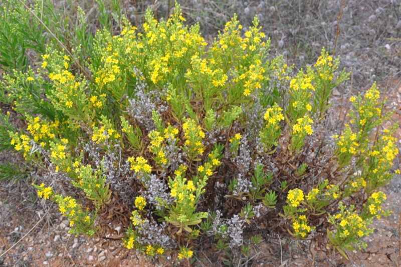 Image of Dittrichia viscosa specimen.