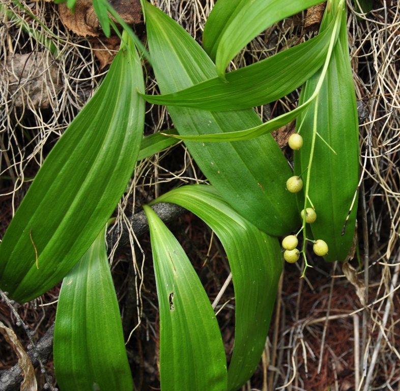 Image of Smilacina trifolia specimen.