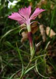 Dianthus caucaseus. Верхушка побега с цветком. Краснодарский край, Сочи, окр. Мацесты, Орлиные скалы. 08.10.2014.