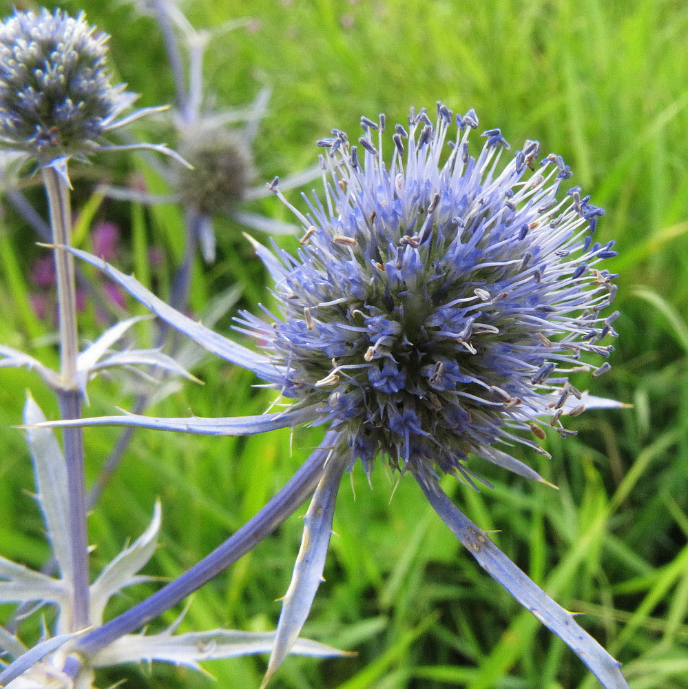 Изображение особи Eryngium planum.