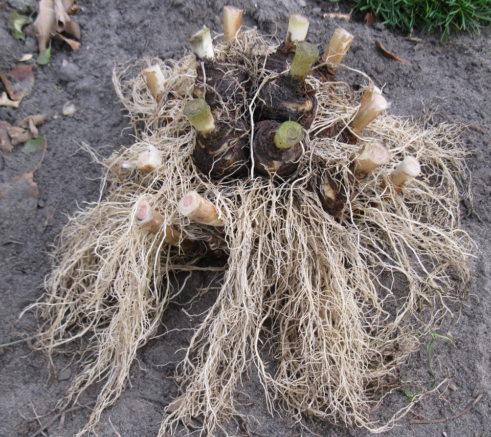 Image of Eucomis bicolor specimen.