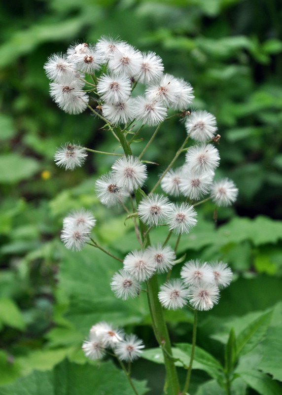 Image of Petasites albus specimen.