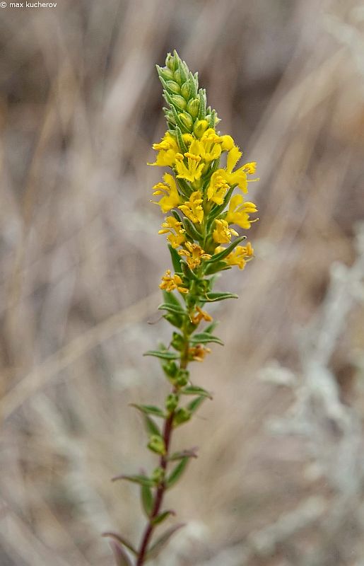 Image of Orthanthella lutea specimen.