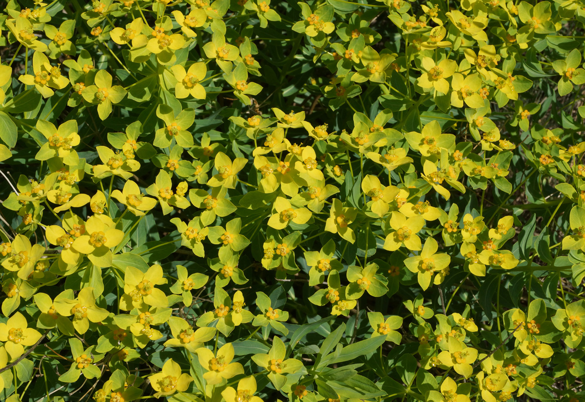 Image of Euphorbia macrorhiza specimen.