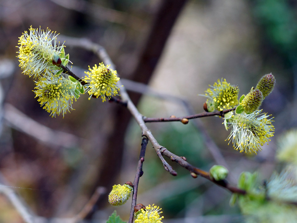 Image of genus Salix specimen.