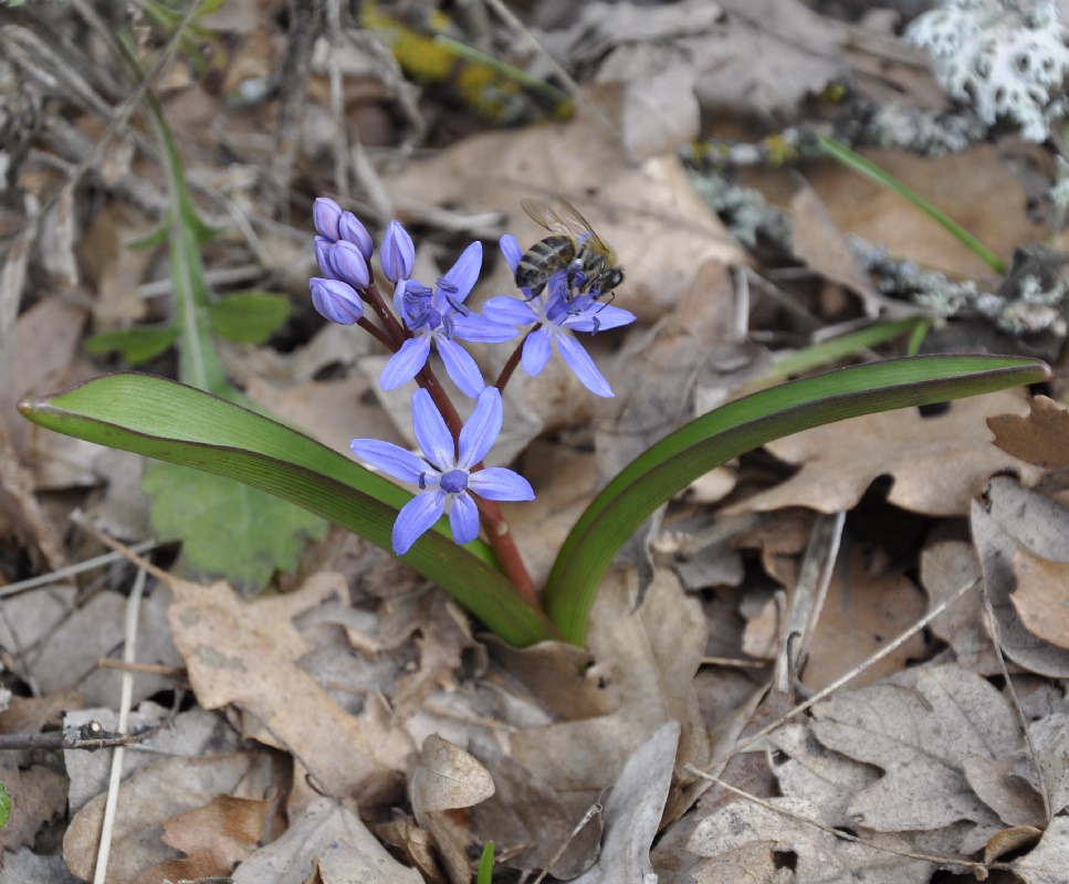 Image of Scilla bifolia specimen.