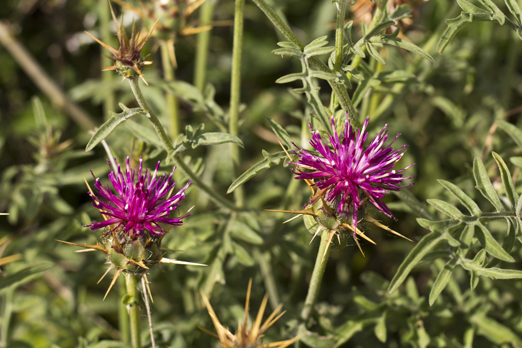 Изображение особи Centaurea laconica.