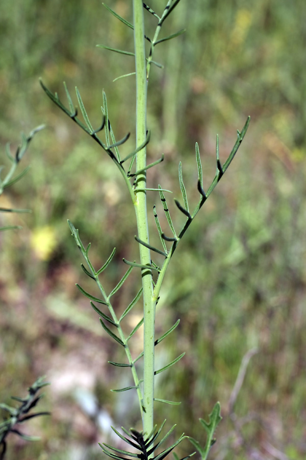 Image of Sisymbrium altissimum specimen.