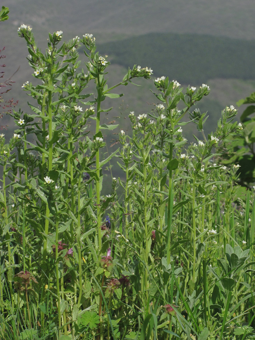 Image of Buglossoides rochelii specimen.