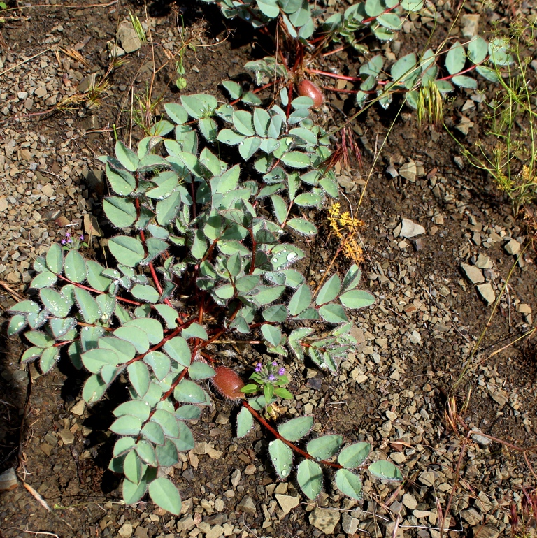 Image of Astragalus cartilagineus specimen.