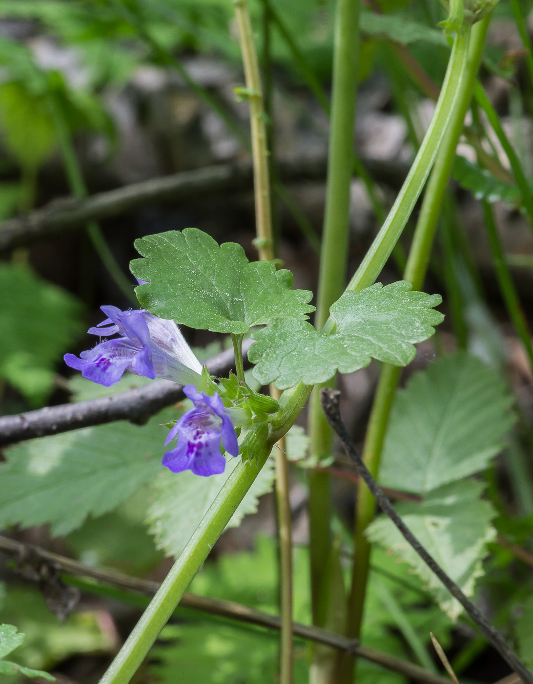 Изображение особи Glechoma hederacea.