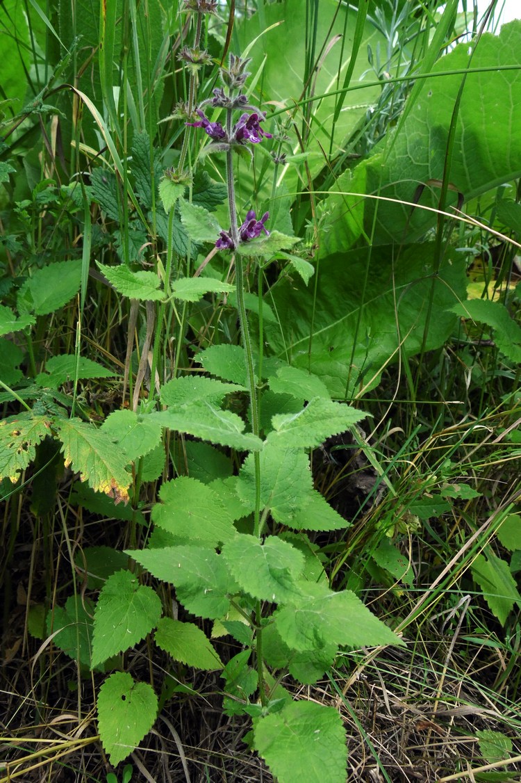 Изображение особи Stachys sylvatica.