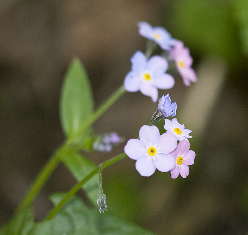 Image of Myosotis amoena specimen.