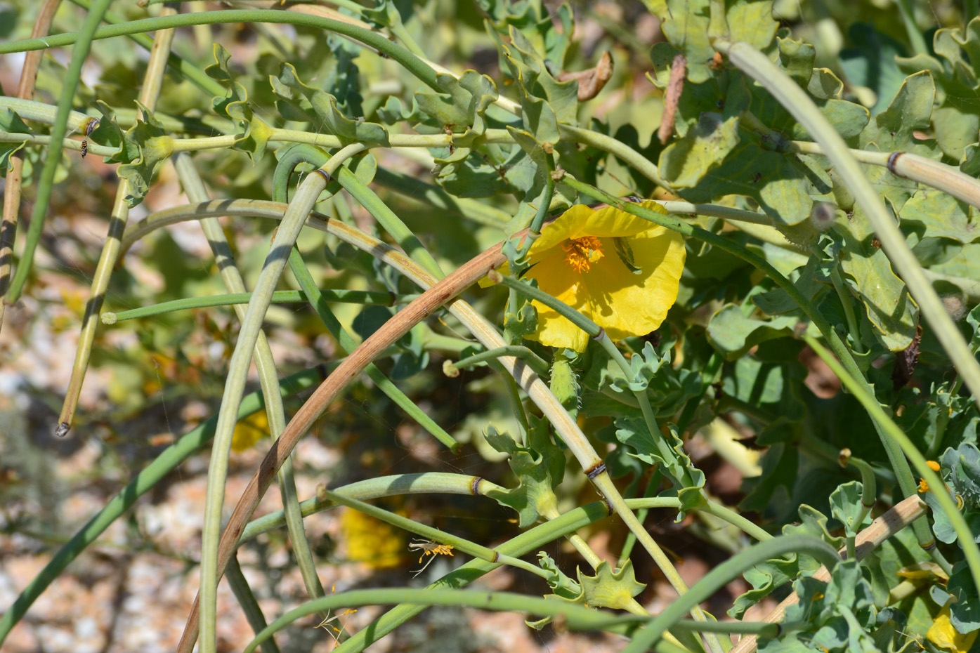 Изображение особи Glaucium flavum.