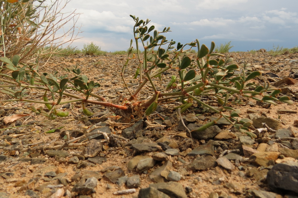 Image of Zygophyllum betpakdalense specimen.