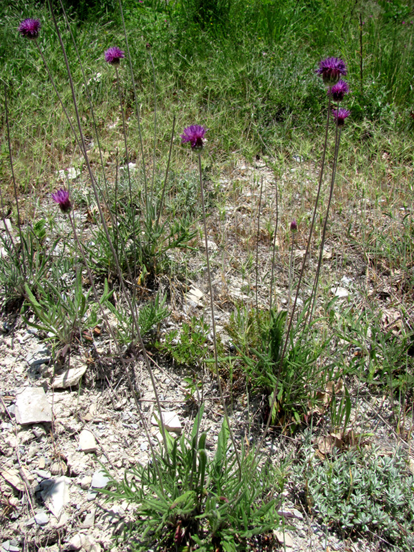 Image of Jurinea blanda specimen.