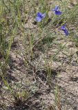 Delphinium grandiflorum. Цветущее растение. Хакасия, окр. с. Аршаново, степь на песках. 22.07.2016.