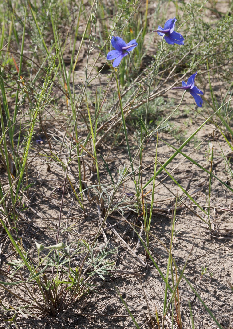 Image of Delphinium grandiflorum specimen.