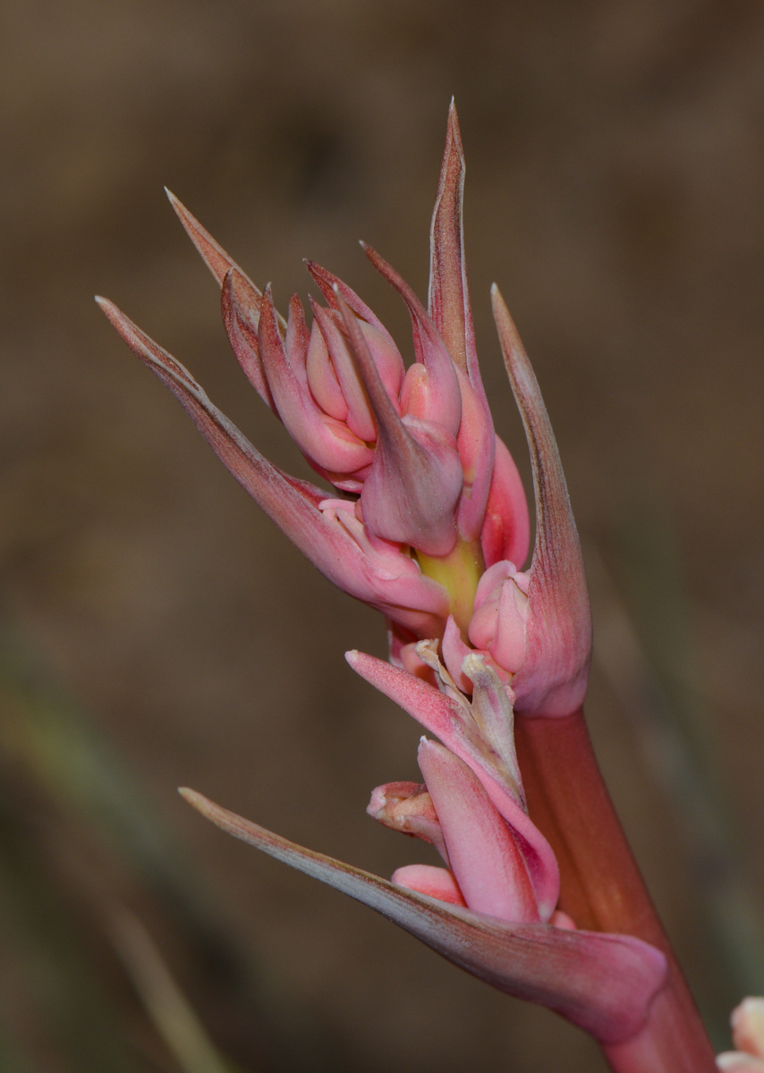 Image of Hesperaloe parviflora specimen.