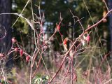 Rosa cinnamomea. Плодоносящее растение на опушке сосново-елового леса. Свердловская обл., окр. г. Североуральск. 22.10.2006.