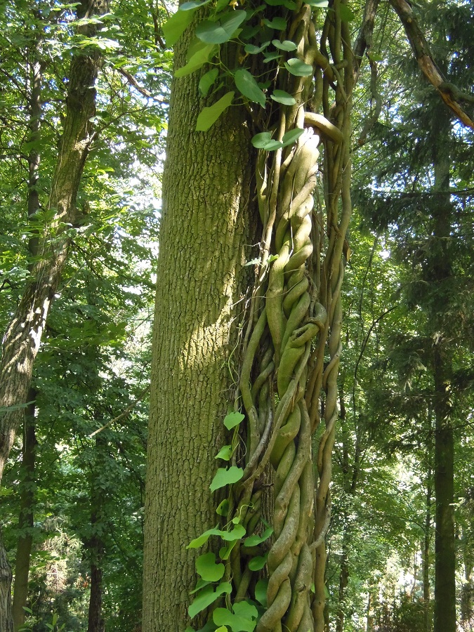 Изображение особи род Aristolochia.