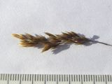 Deschampsia cespitosa