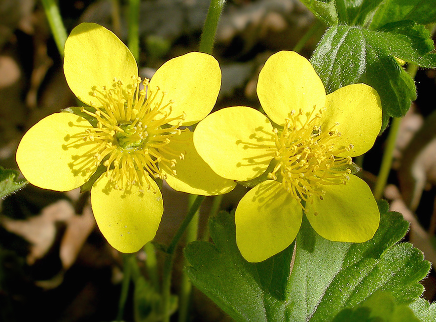 Image of Waldsteinia ternata ssp. maximowicziana specimen.