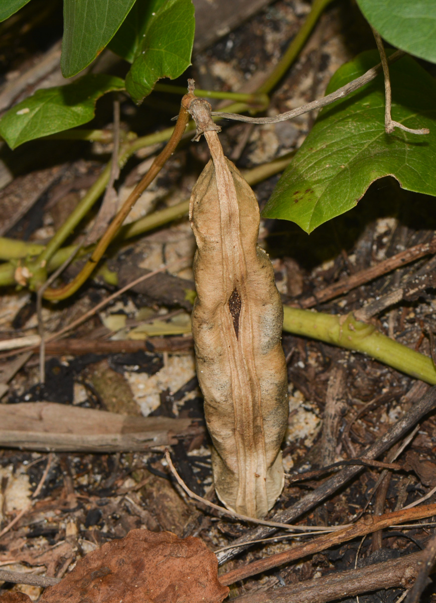 Image of Canavalia maritima specimen.