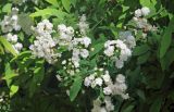 Spiraea cantoniensis