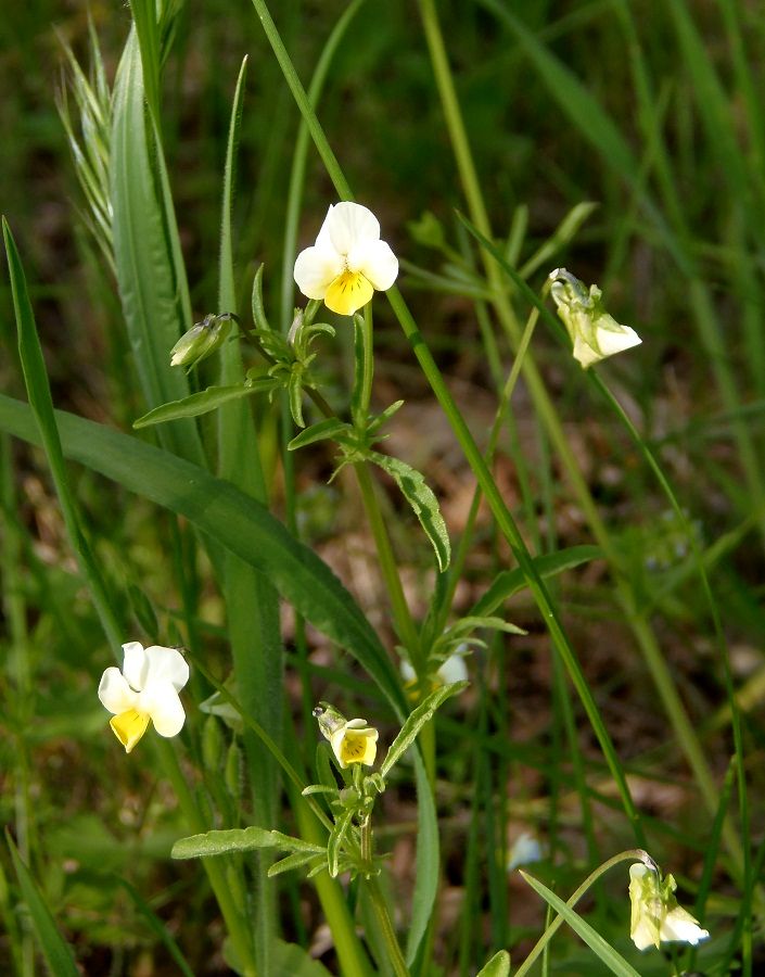 Image of Viola kitaibeliana specimen.