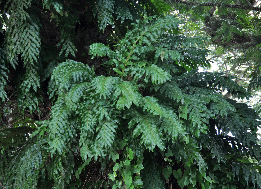 Image of Drynaria quercifolia specimen.