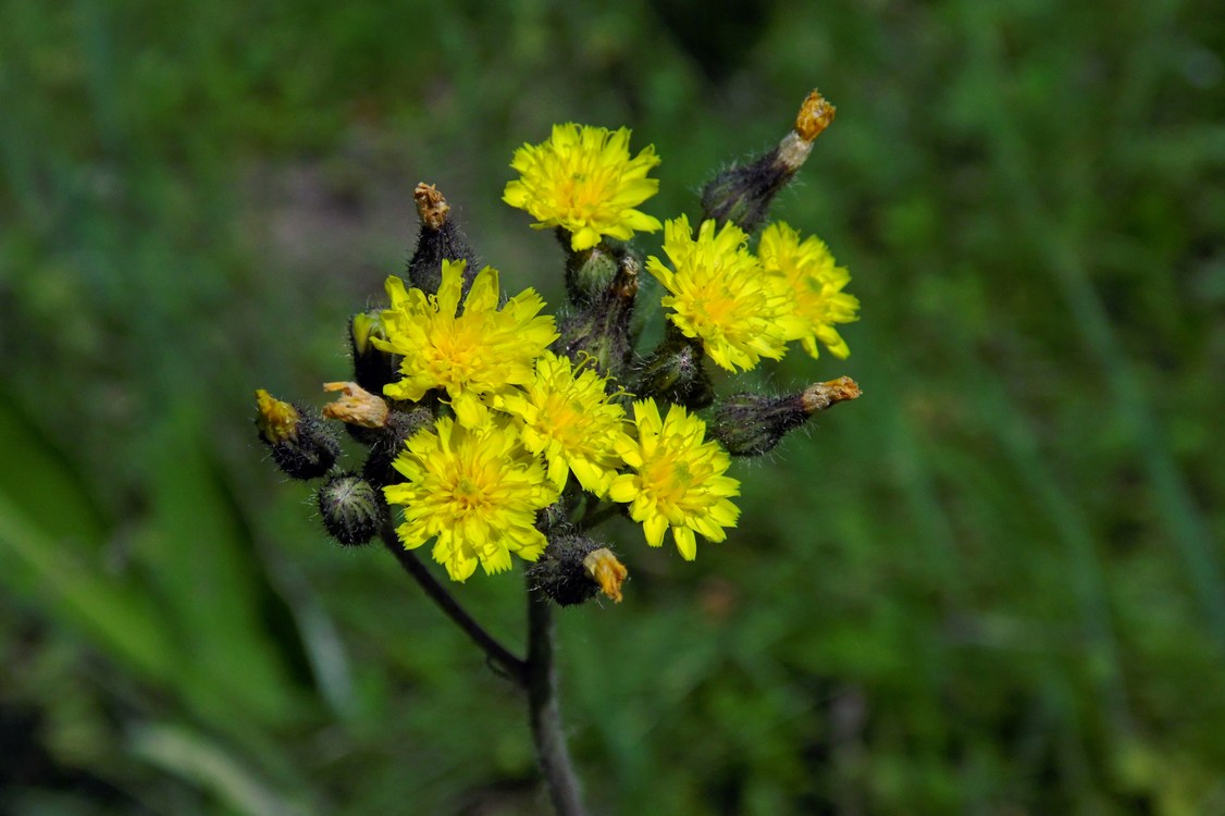 Image of genus Pilosella specimen.