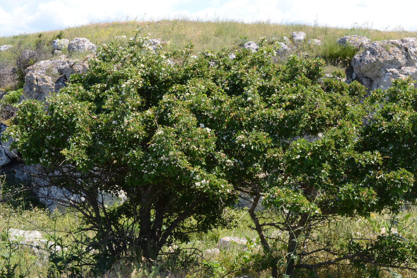 Изображение особи Crataegus taurica.