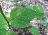 Campanula rapunculoides. Лист, поражённый ржавчинным грибом. Краснодарский край, Абинский р-н, окр. пос. Новый, широколиственный лес. 05.07.2017.